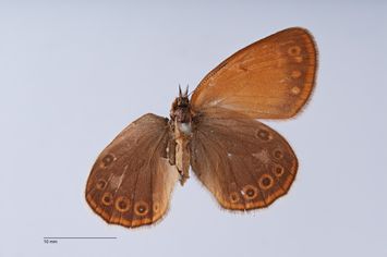 Vorschaubild Coenonympha glycerion pulcherrima Warnecke, 1942